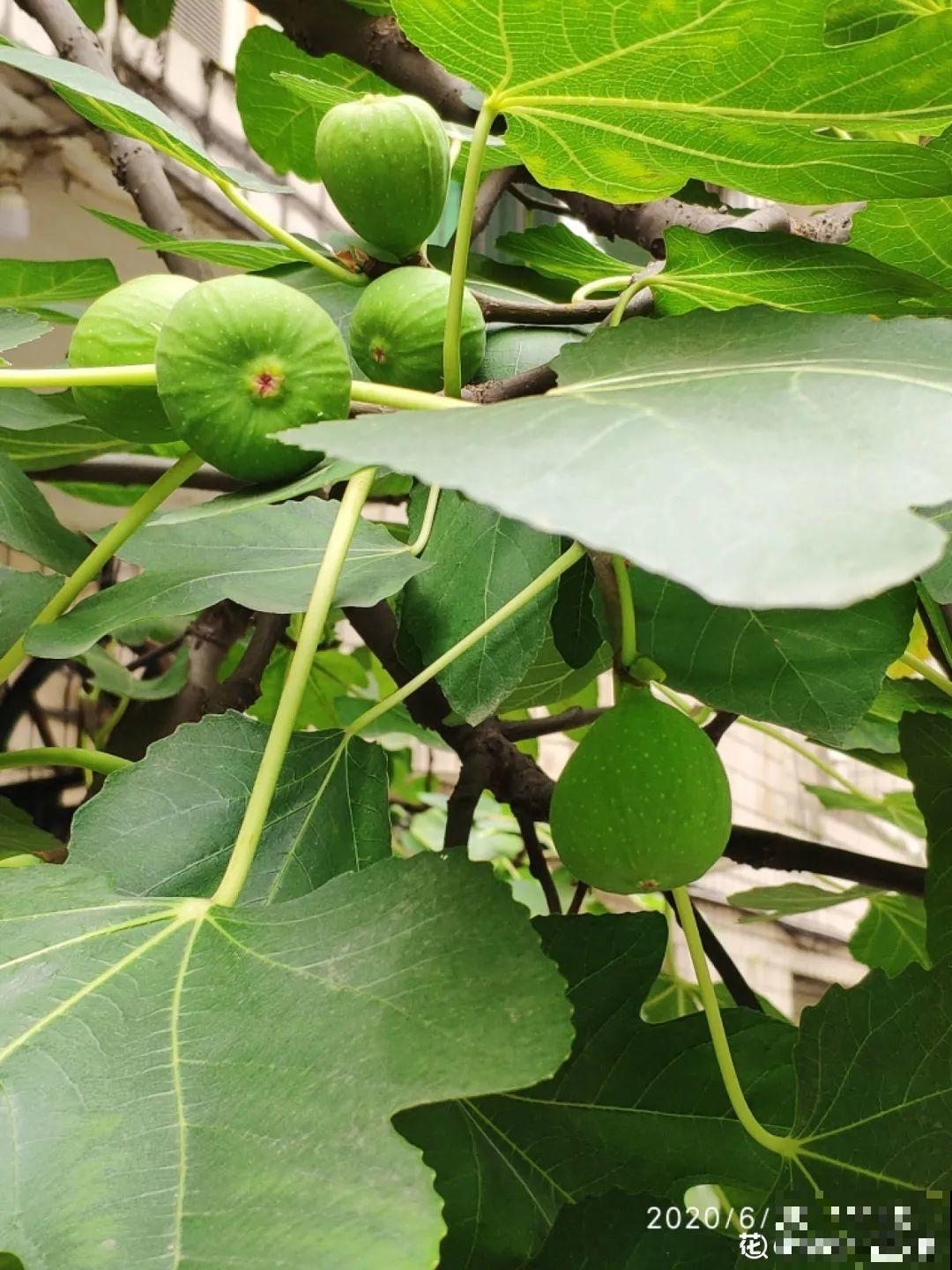 家里种盆无花果,想要结果很容易,省下一笔水果钱 家里种盆无花果,想要结果很容易,省下一笔水果钱