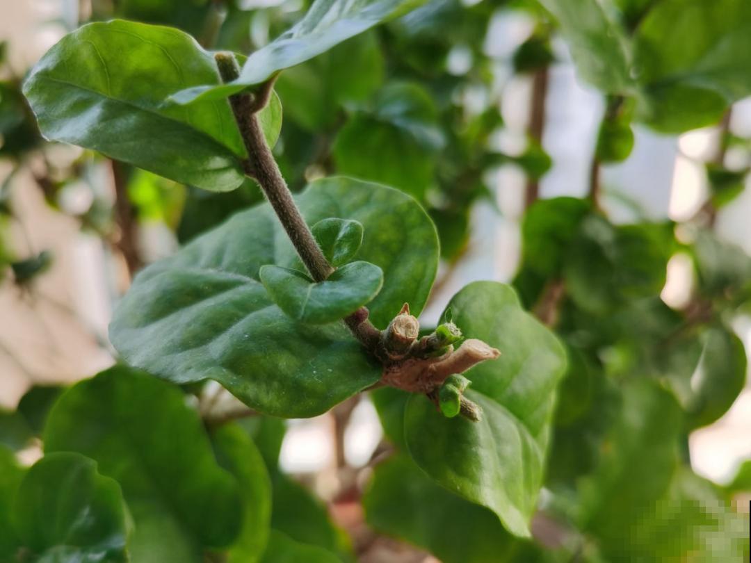 9个开花劳模，施肥不能停，不然越养越差劲