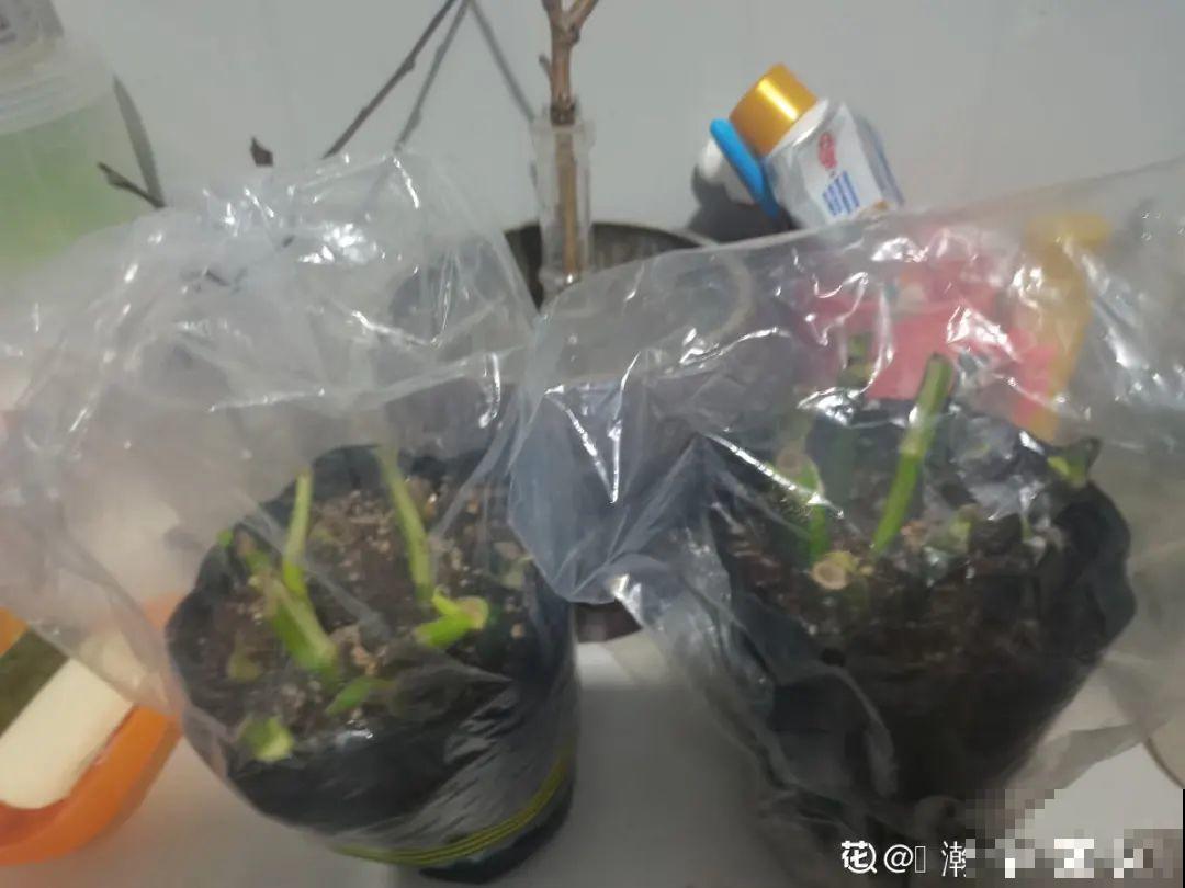 绿萝叶子“吐”水珠，恭喜你，养出了最佳状态