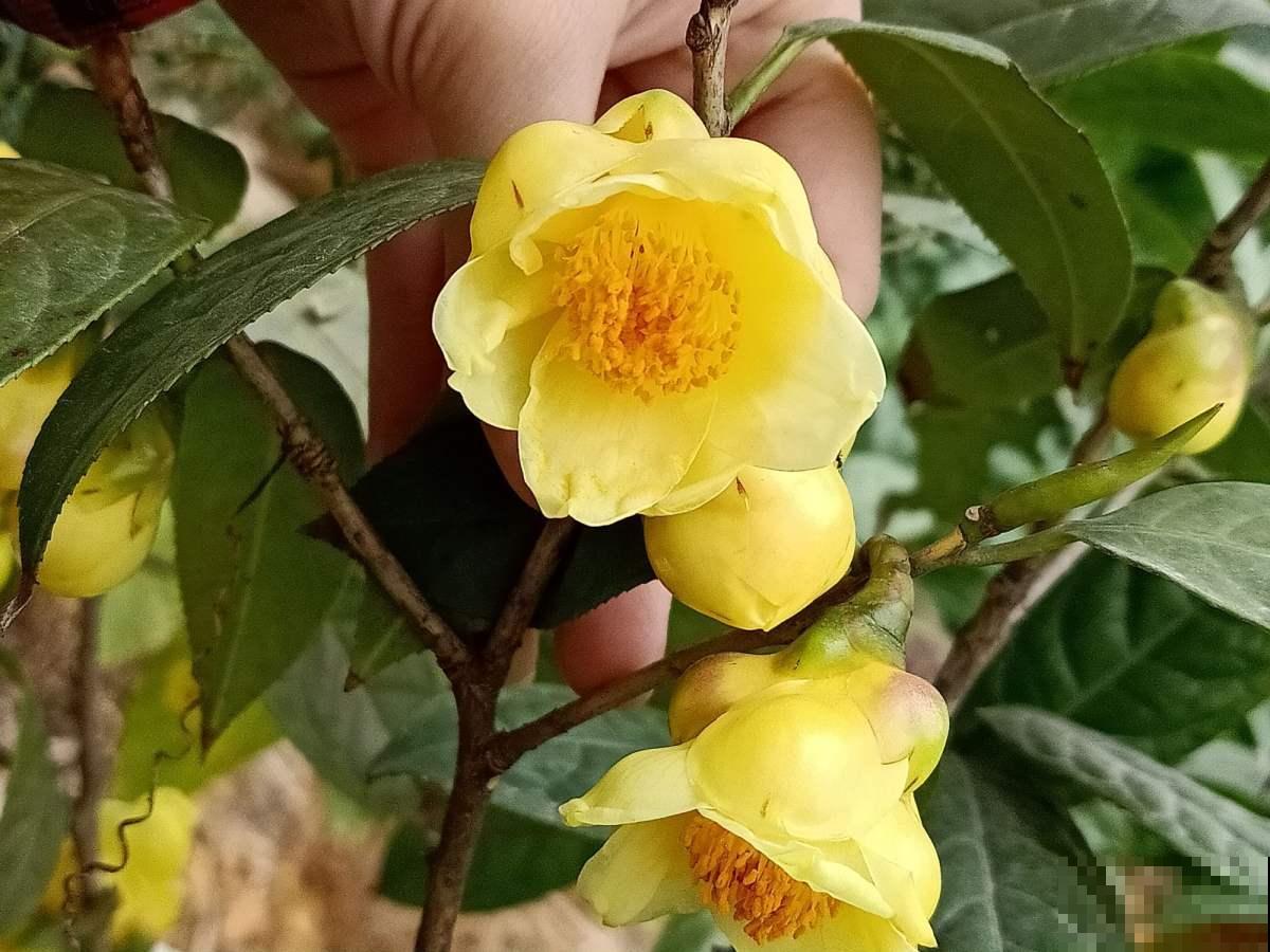 6种金黄色的花，打造金灿灿的秋天，你见过哪种？