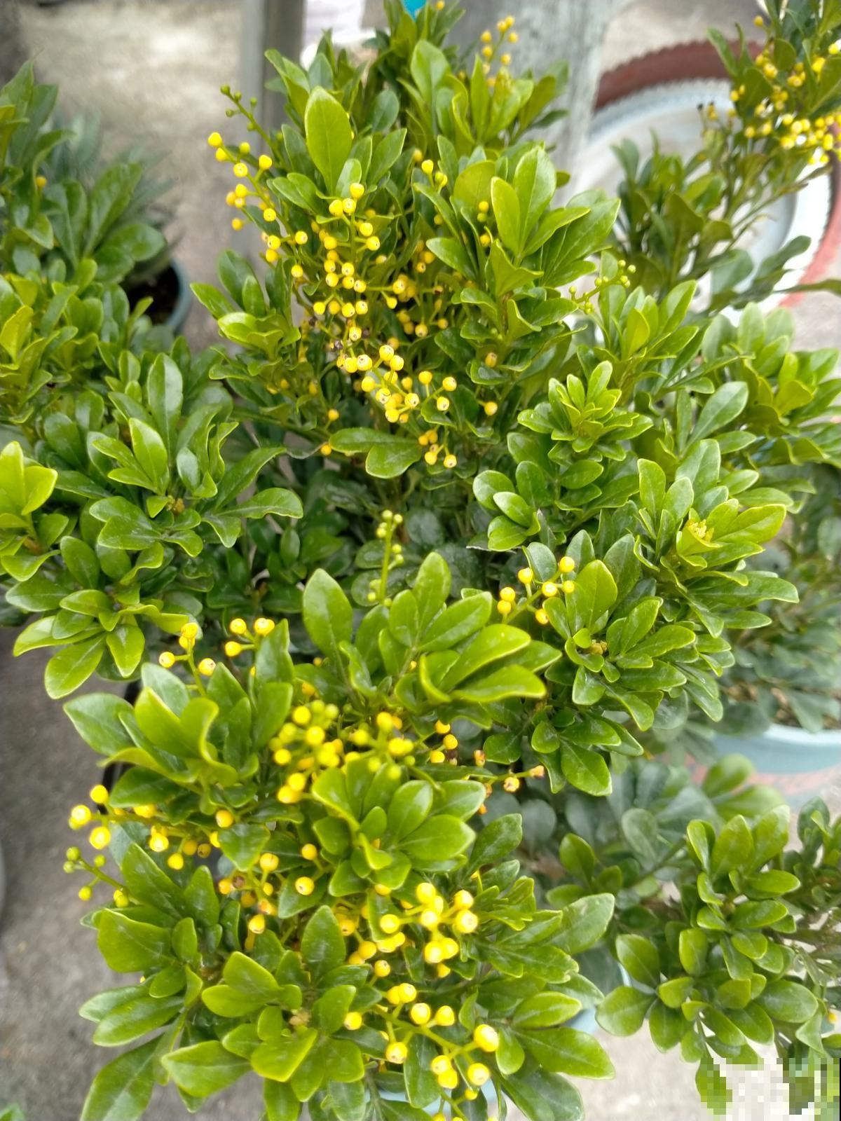 室内空气不好,养盆杀菌花,释放氧气效果好 室内空气不好,养盆杀菌花,释放氧气效果好