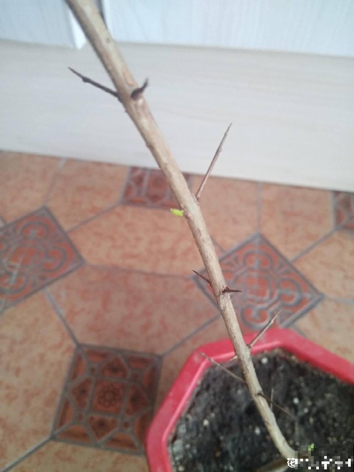 果树也能扦插，2种果树扦插方法，让你躺着摘果子