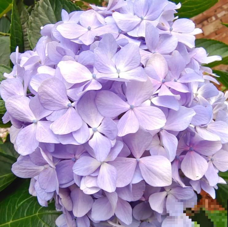 好不容易长出花苞，居然“消苞”了，太心疼