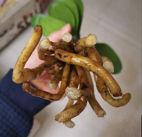 秋天植物苏醒后，重点防烂根，4个要点要做好