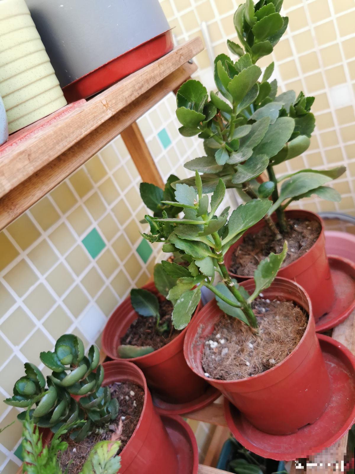 秋天给花换盆,要注意3要点,植物越长越壮 秋天给花换盆,要注意3要点,植物越长越壮