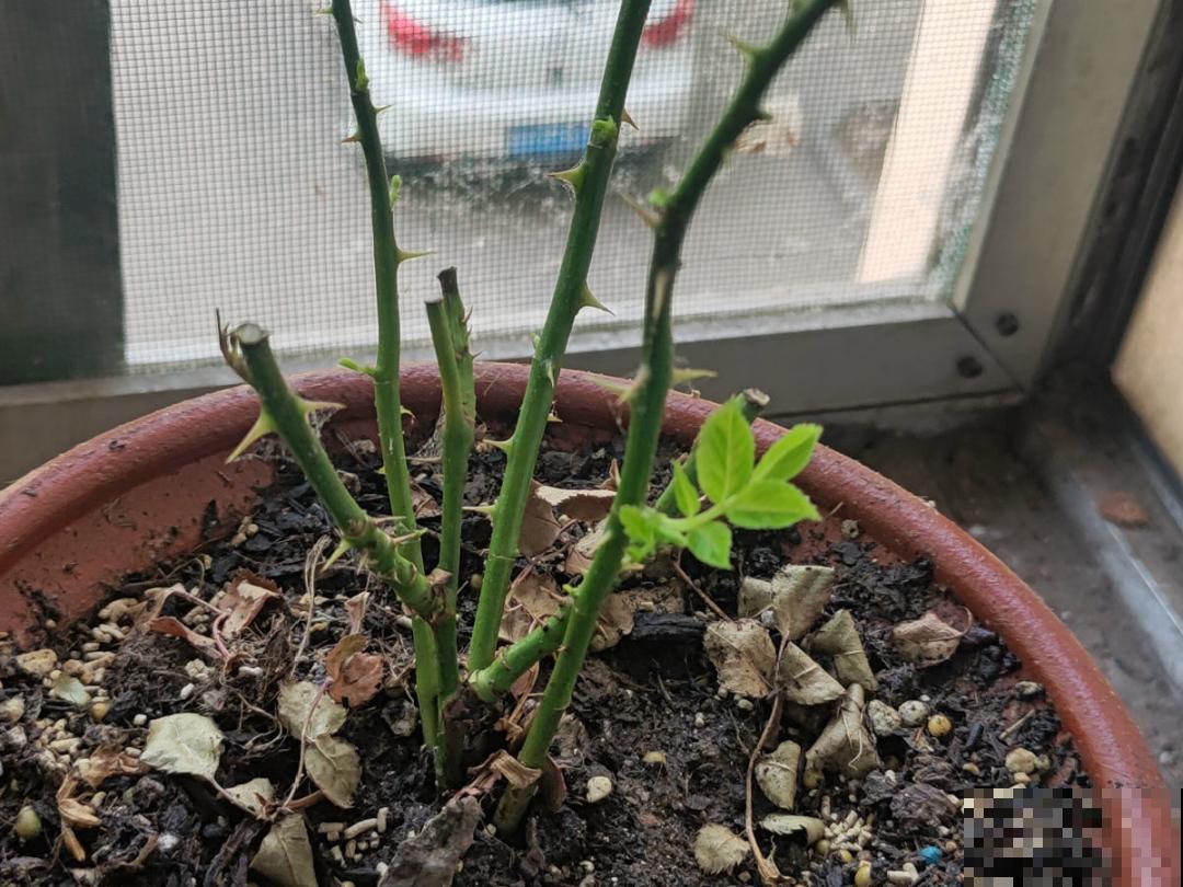 难养活的8种花，在家里养不好，扔门口反而呼呼开花