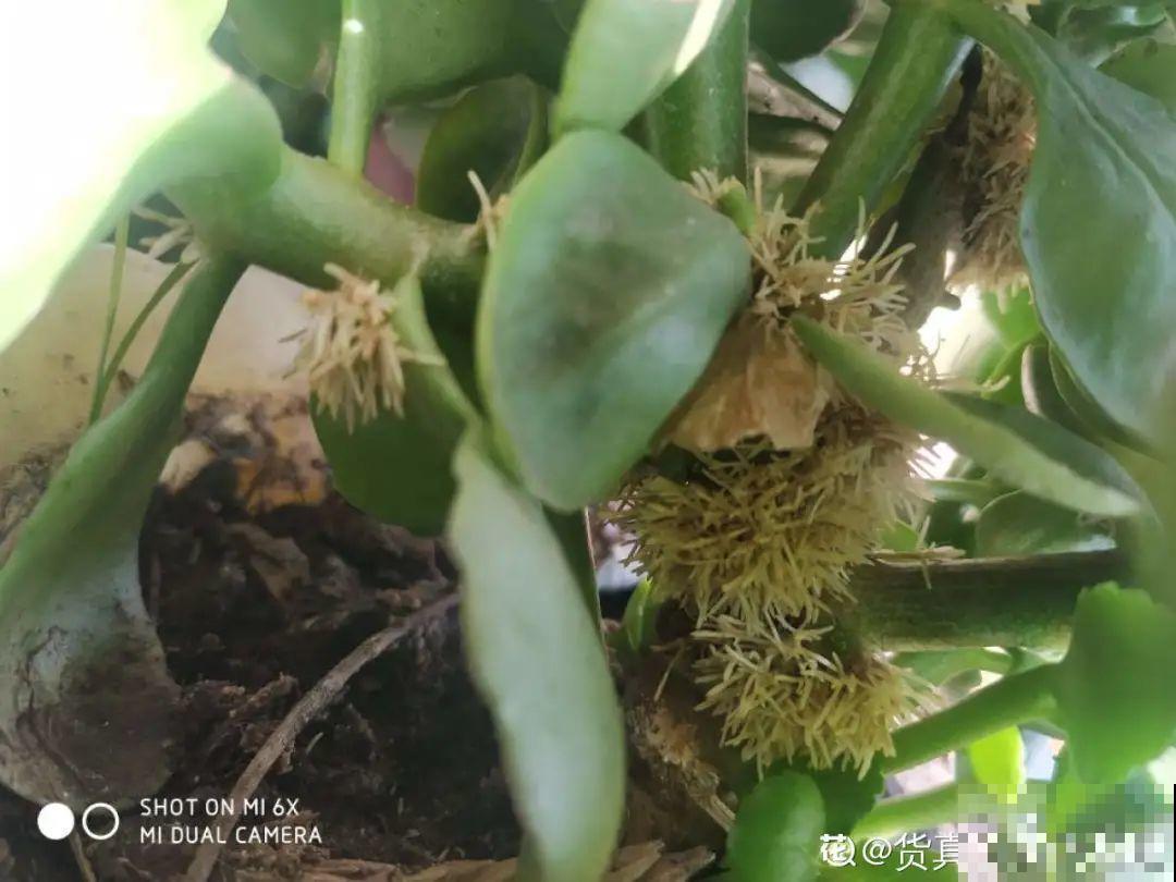 夏天看见气生根,赶紧剪下来,插土里就活 夏天看见气生根,赶紧剪下来,插土里就活