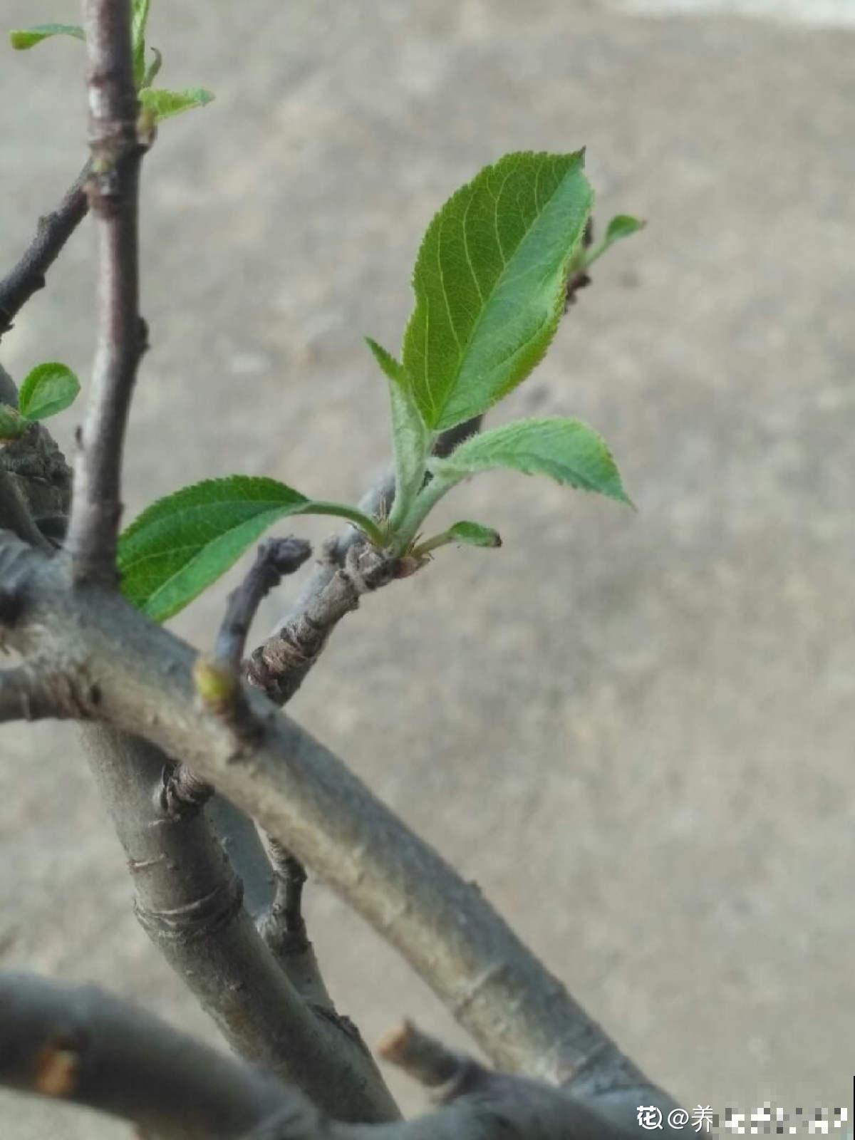 1棵苹果树，学会这6步，变成“高级”盆景