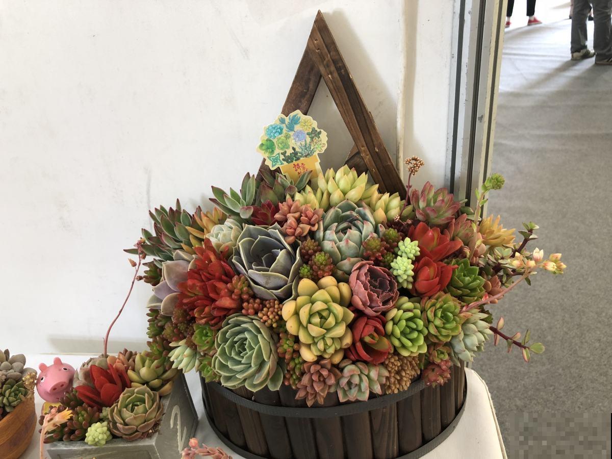 多肉长坏了别扔！剪一剪砍一砍，原地就能“满血复活”