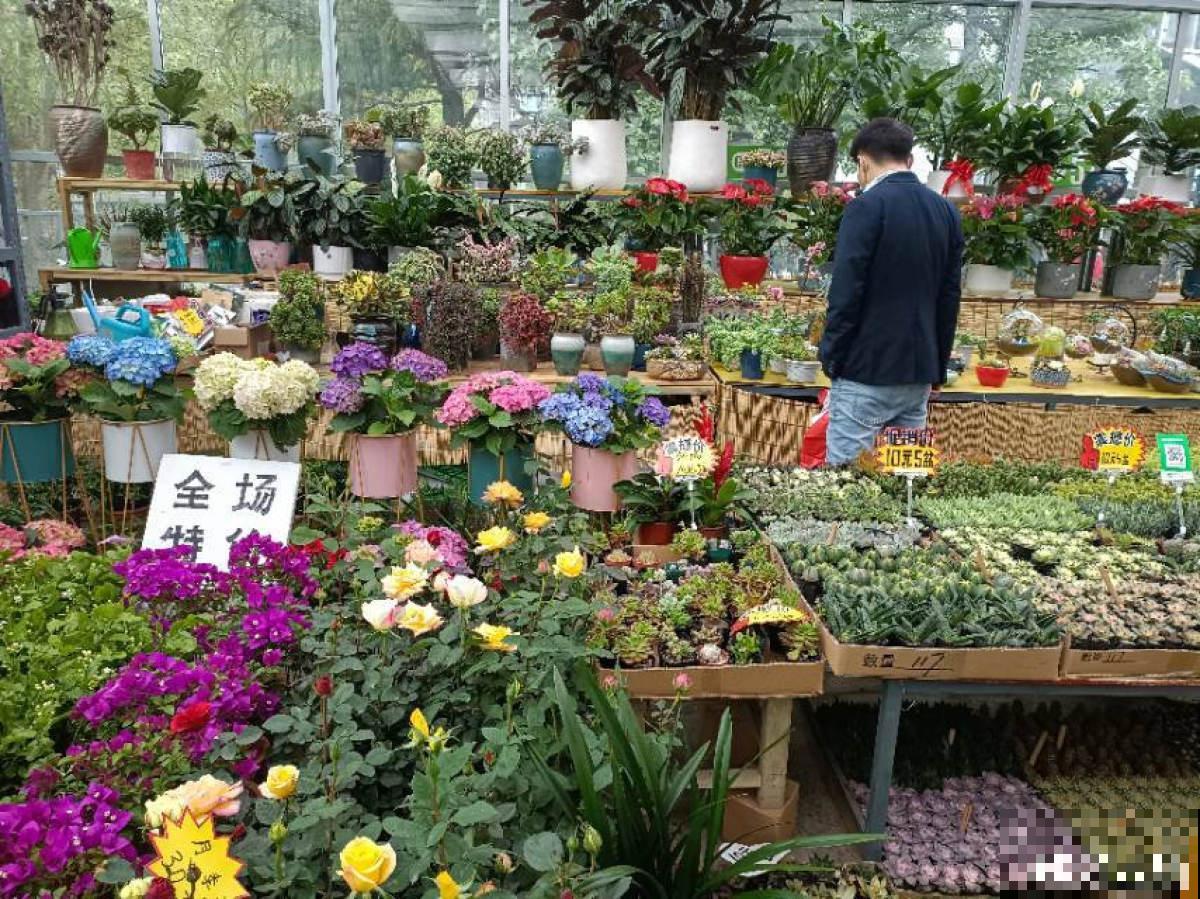 养花8年,总结出6个“坑”,早看早避开 养花8年,总结出6个“坑”,早看早避开