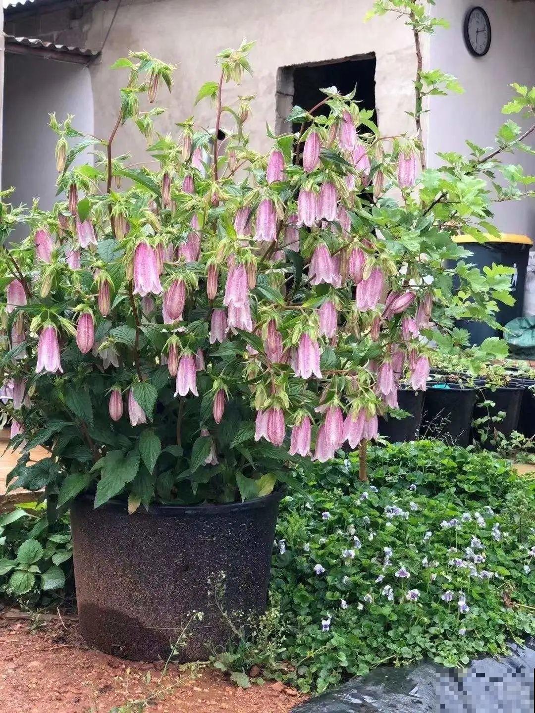 仙气飘飘的花，颜值高、花期长，养一盆不亏