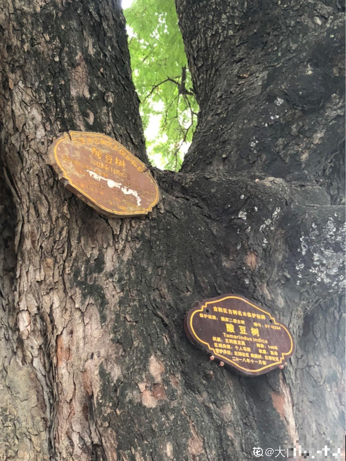 路边的野花别乱采,要是采到“国二”,可能会惹到麻烦 路边的野花别乱采,要是采到“国二”,可能会惹到麻烦