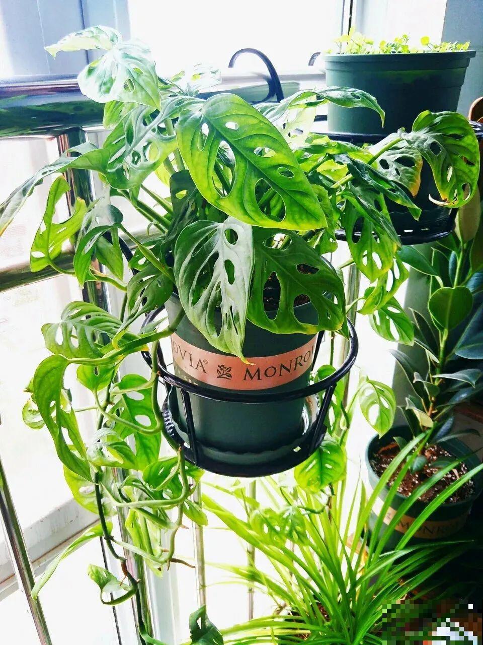 1种花有特点，养在家里变绿色瀑布，家里省了买窗帘