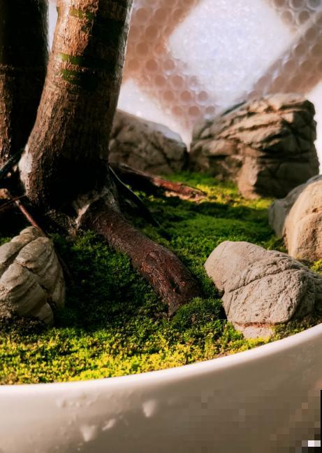 别看苔藓薄薄一层，用处真不少，还特别好养活