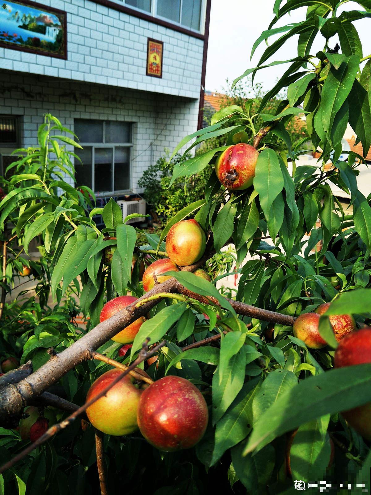 吃桃季，院子还没种桃树的看过来，纯天然无公害