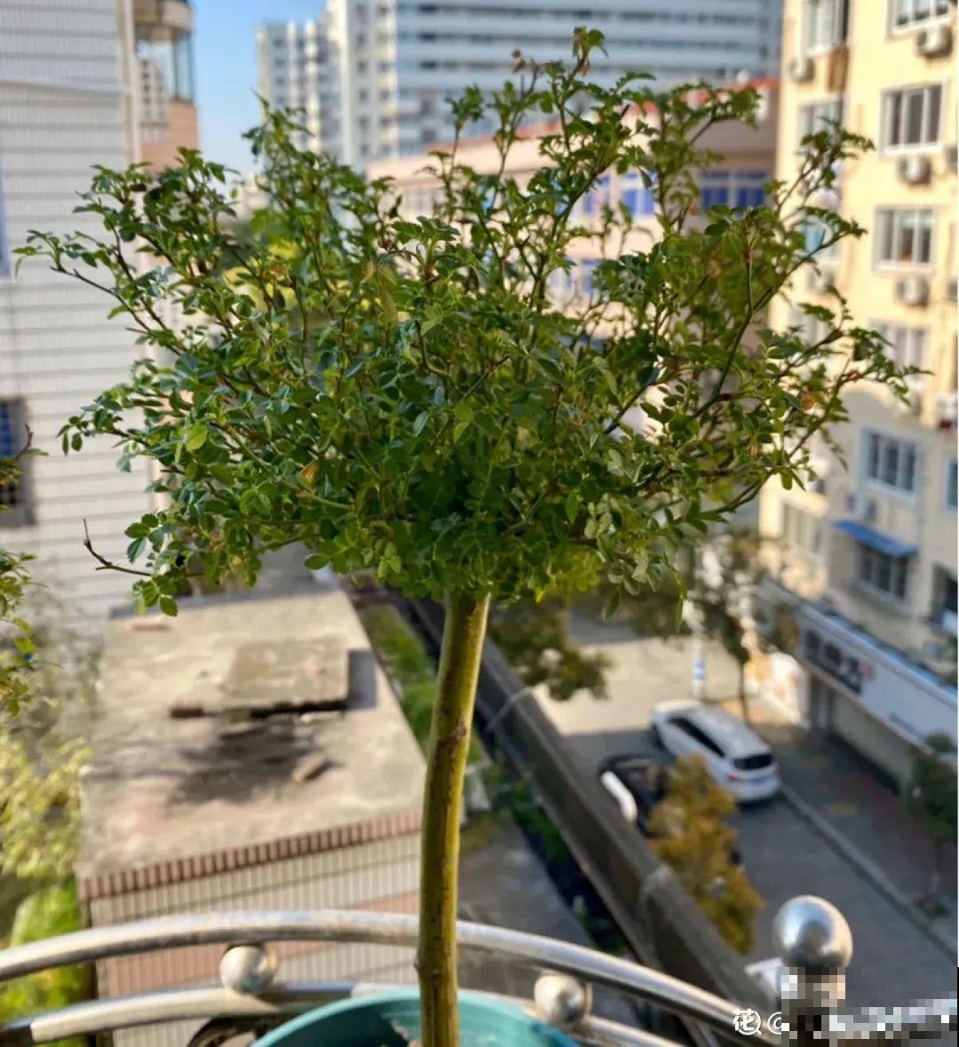 养了30年的玉树,扦插开出9色花,快来沾沾喜气 养了30年的玉树,扦插开出9色花,快来沾沾喜气