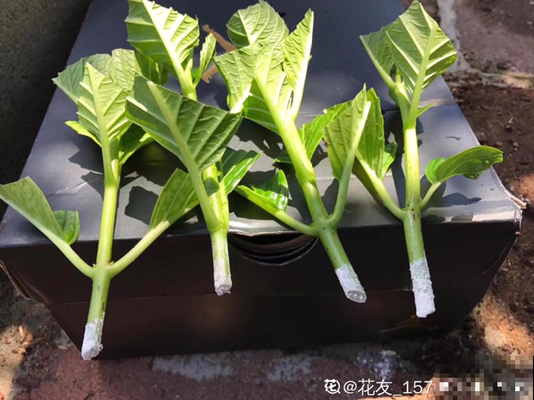 8种花，越热越扦插，大白根呼呼冒