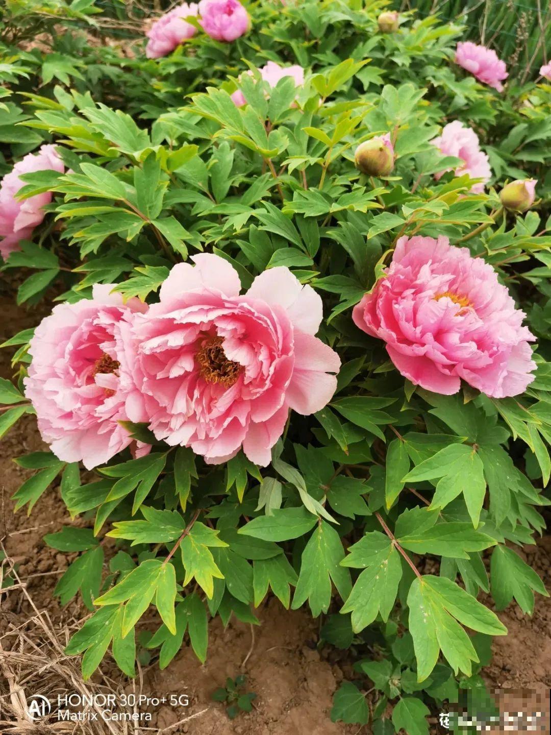 中国人最爱养的花，富贵又大气，养大门口特有面子！