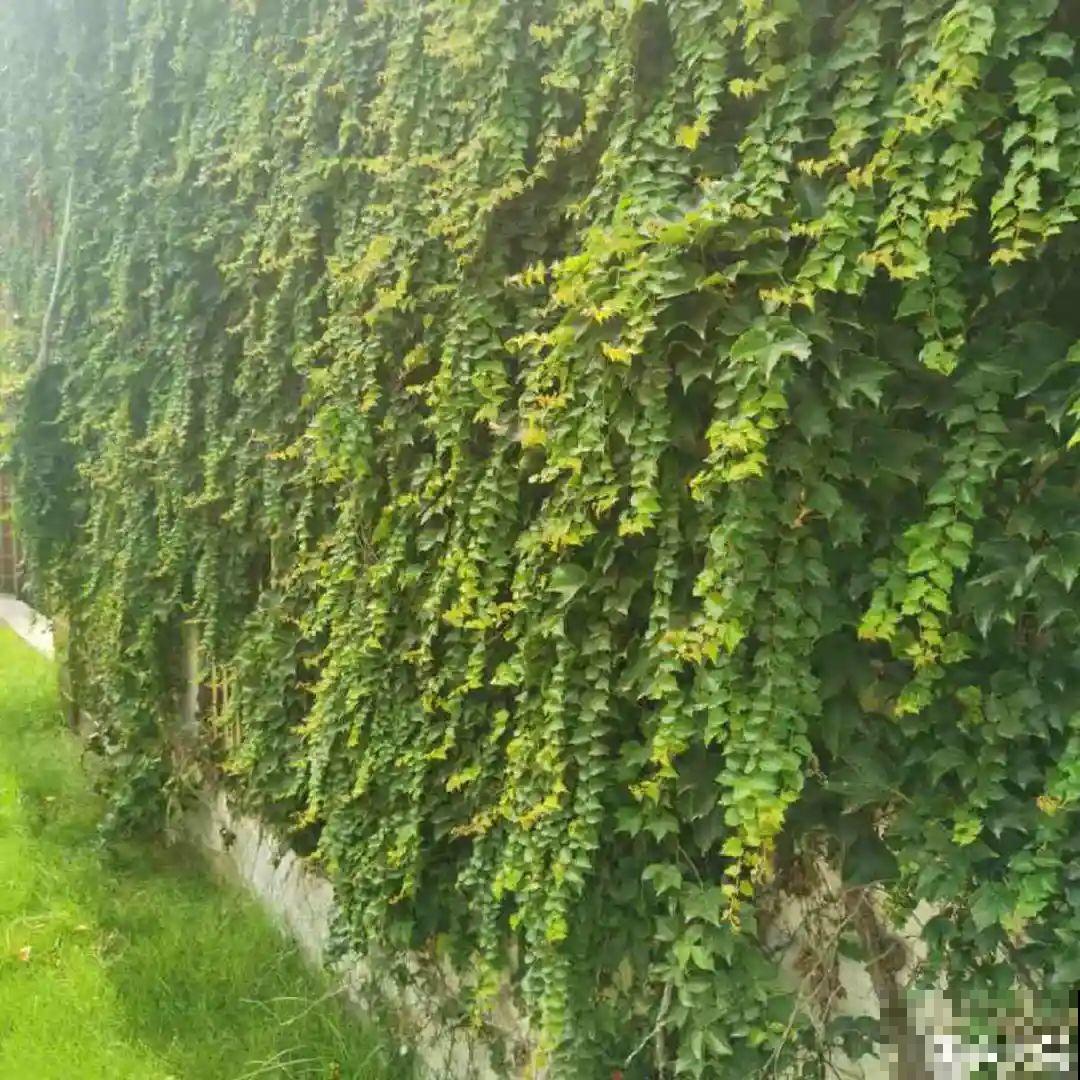 10种“脏脏”花，爱干净的人别养，会招虫子