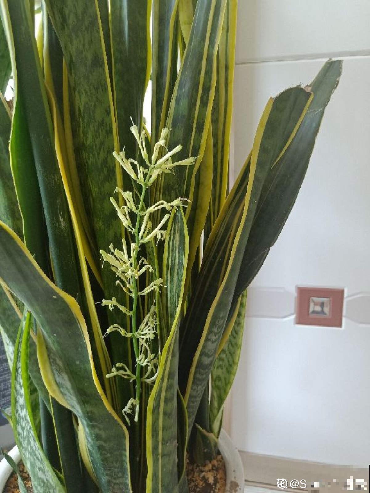 秋天养护虎尾兰，3个要点要注意，冒出满盆“小钢芽”