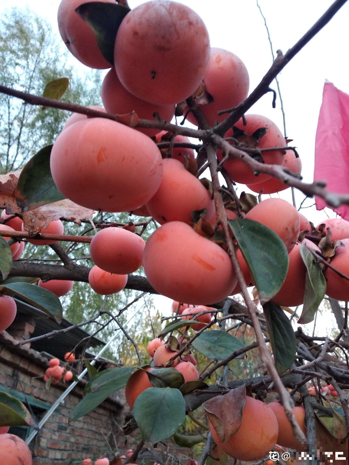 5种水果,让果实压弯树枝,摘下就能吃 5种水果,让果实压弯树枝,摘下就能吃