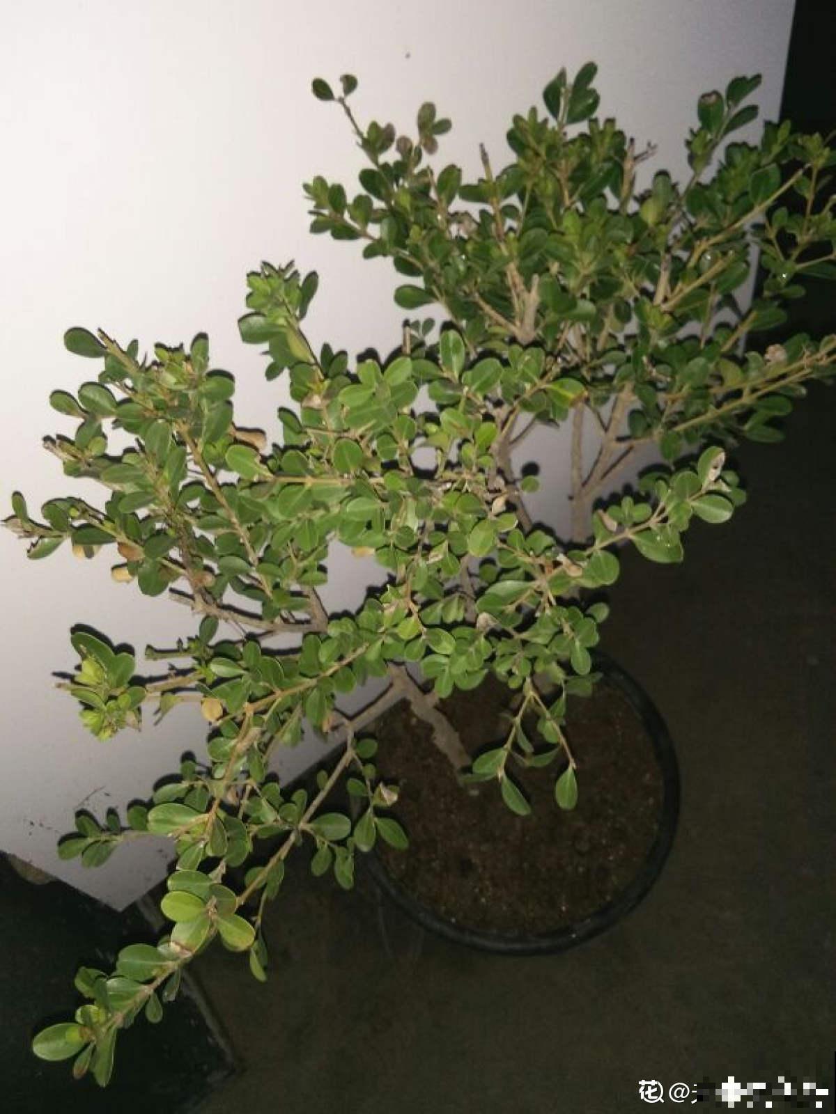 适合做盆景的植物，还得是瓜子黄杨，养护省心不麻烦