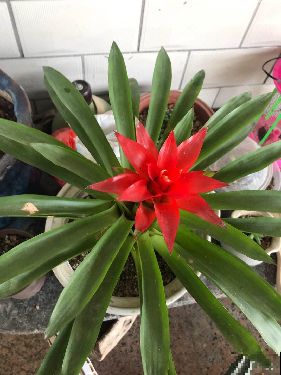 红红火火的“鸿运当头”,在家养一盆,祝愿考生旗开得胜 红红火火的“鸿运当头”,在家养一盆,祝愿考生旗开得胜