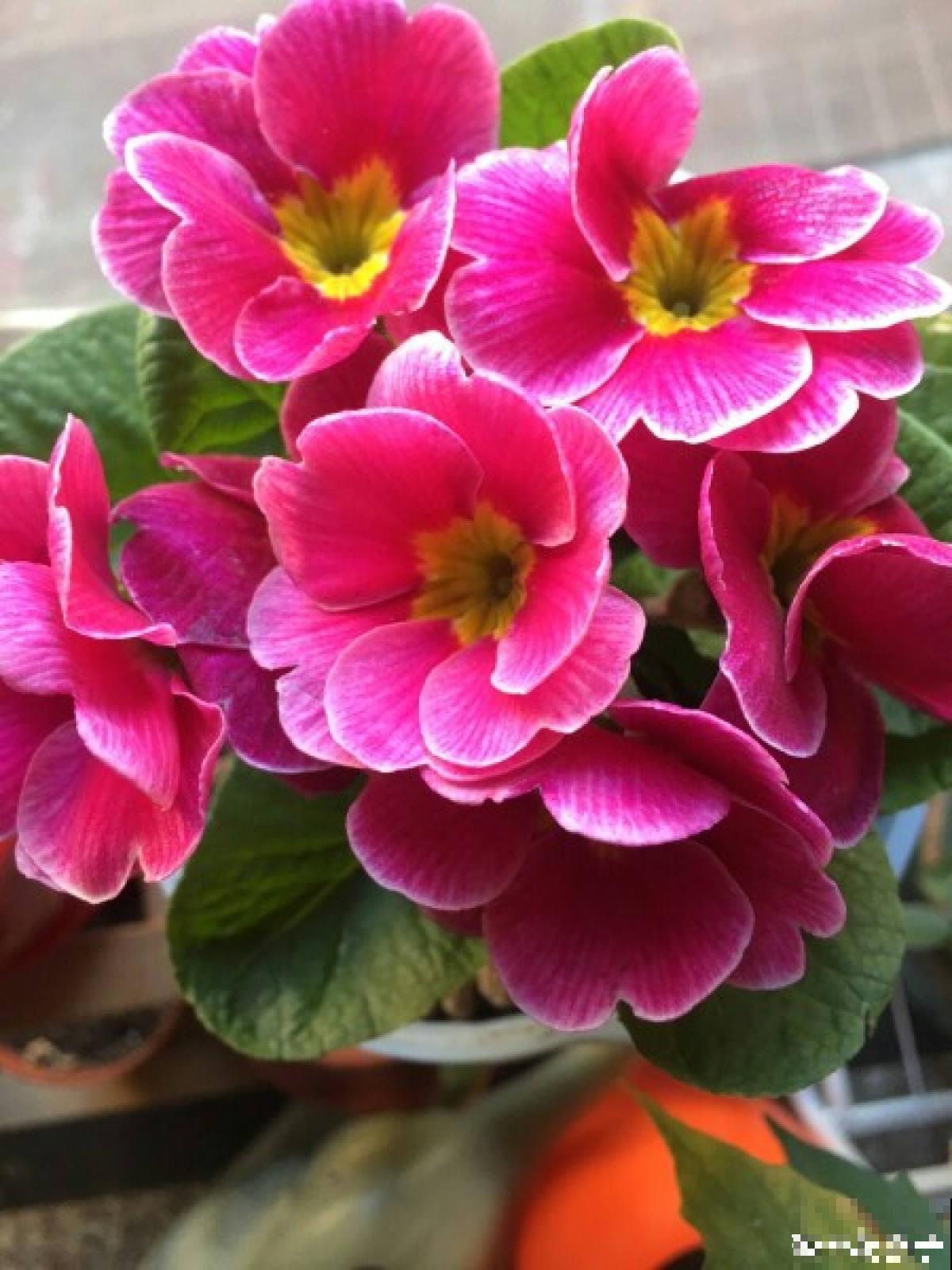 你出生在哪一天，那一天对应的花，就是你的幸运花（上）