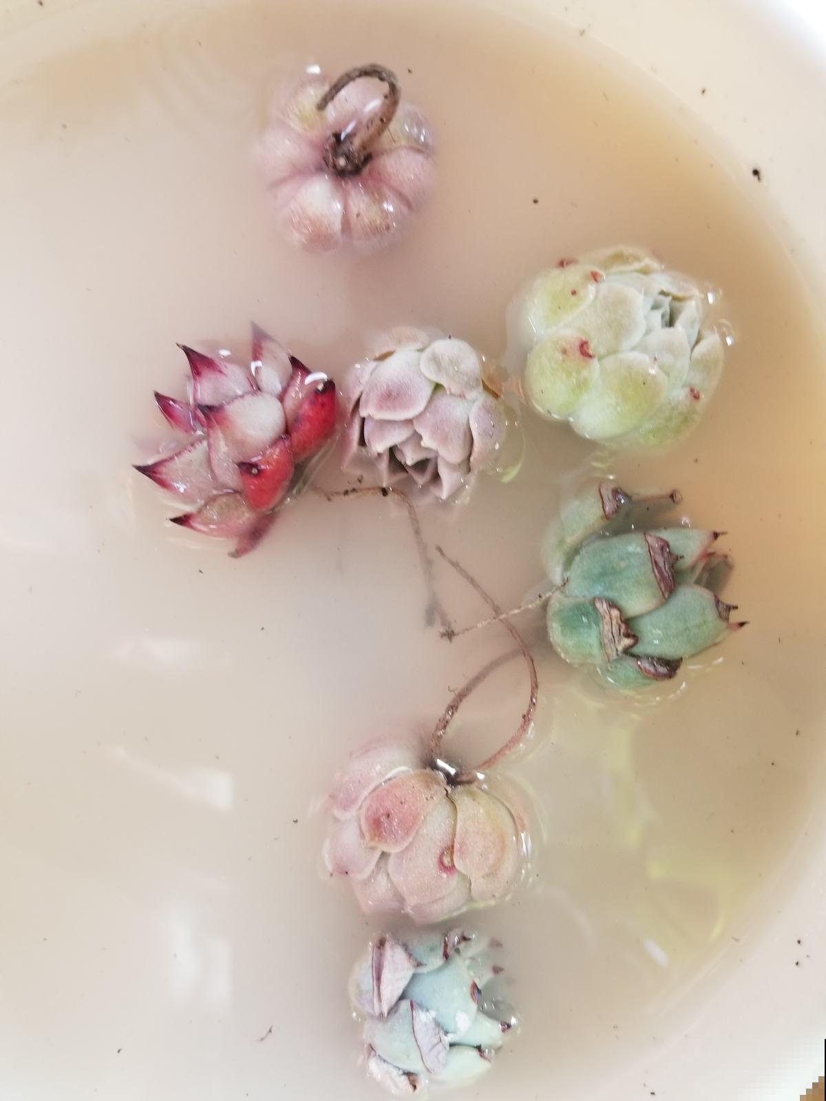 现在养多肉要注意4要点,别让多肉熬过夏天,却死在秋天 现在养多肉要注意4要点,别让多肉熬过夏天,却死在秋天