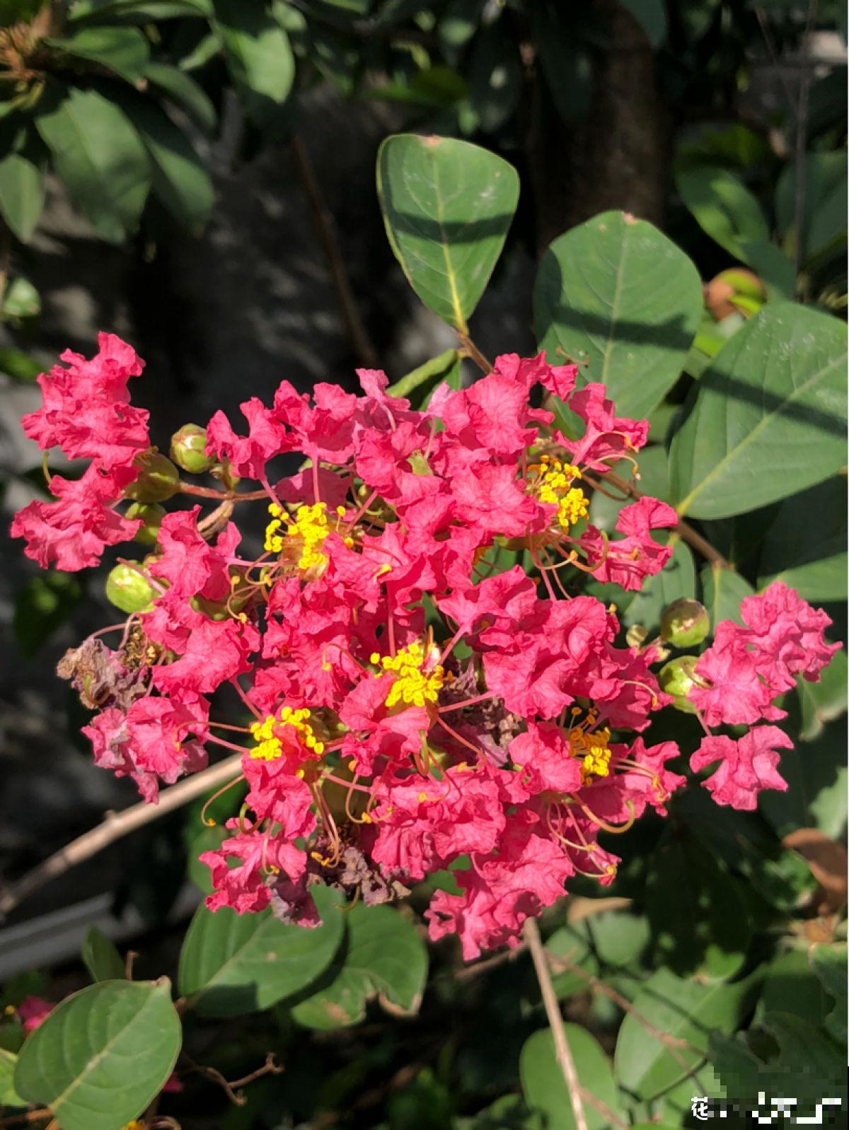 80种常见植物图解，出门识花不求人，倍儿有面子