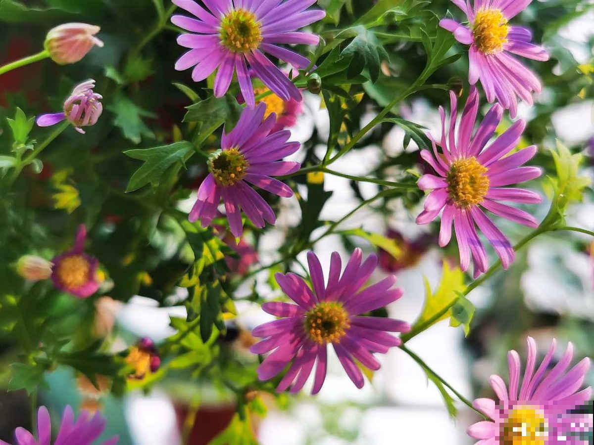 4种花正是秋播好时候,播种技巧要学会,冒出满盆小绿芽 4种花正是秋播好时候,播种技巧要学会,冒出满盆小绿芽