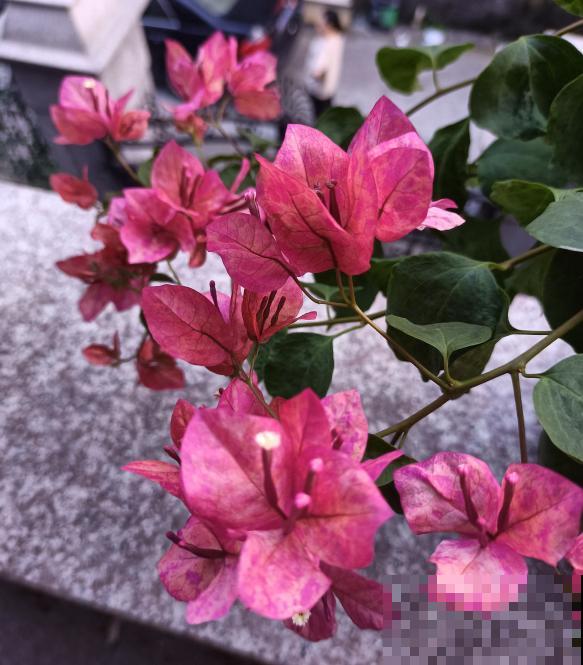 南方泛滥的花,北方人“爱不释手”,太“拉仇恨”了 南方泛滥的花,北方人“爱不释手”,太“拉仇恨”了