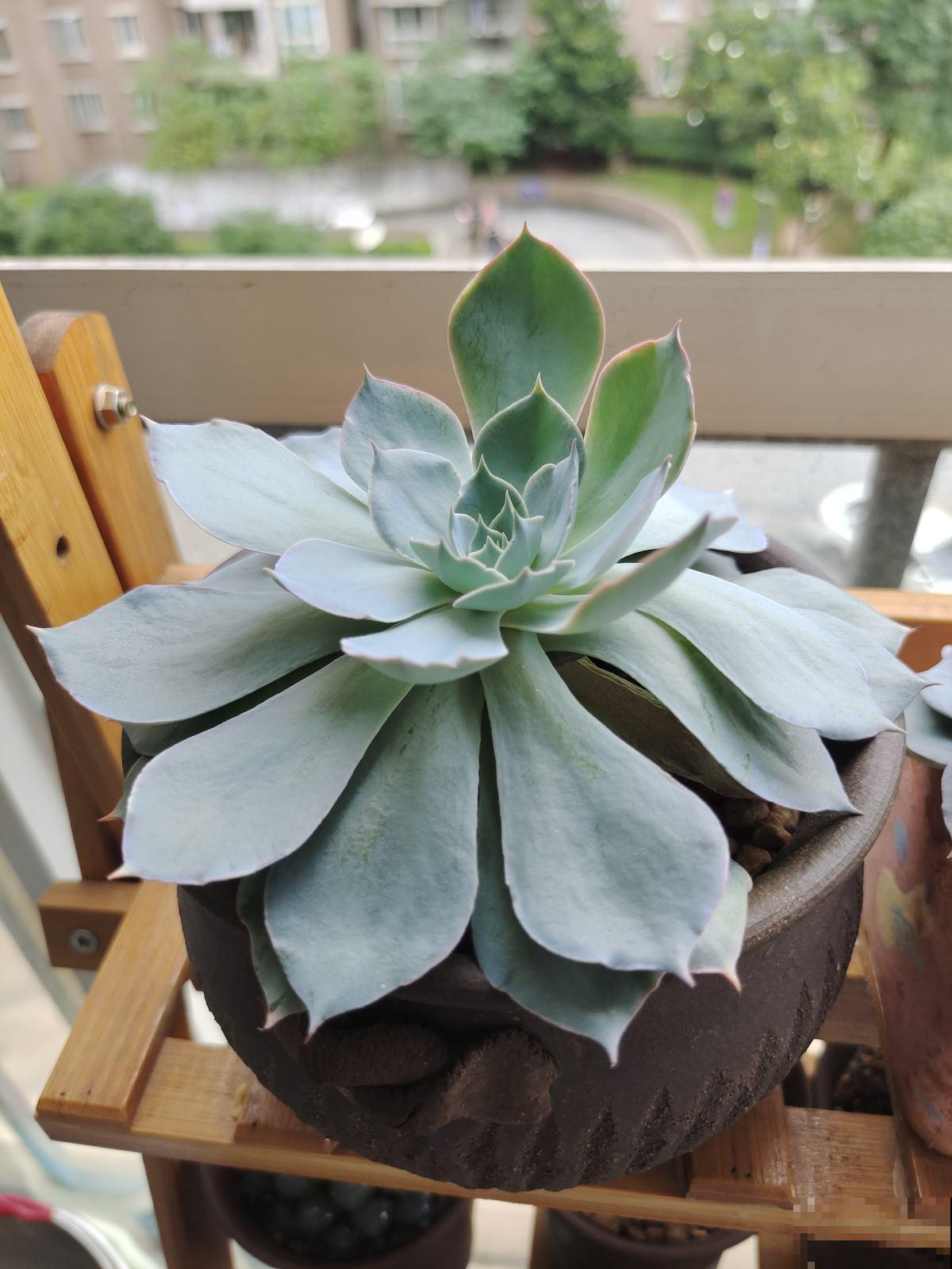 多肉“摊大饼”，解决这3点，叶片挺拔还肥大