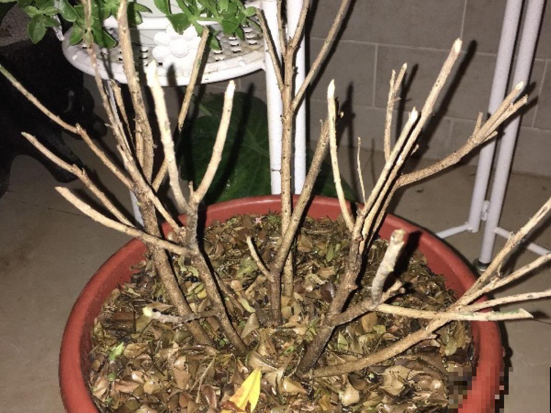 花成了光杆司令，剪一刀撒点药，很快冒新芽