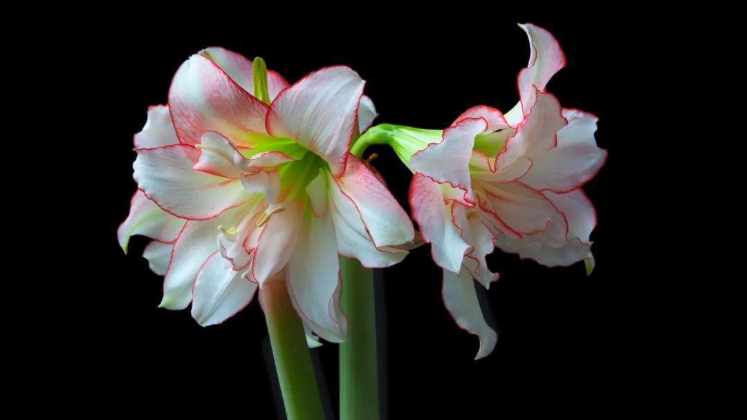 家里养盆朱顶红，开花个个比脸大，牛年养它“注定红”！