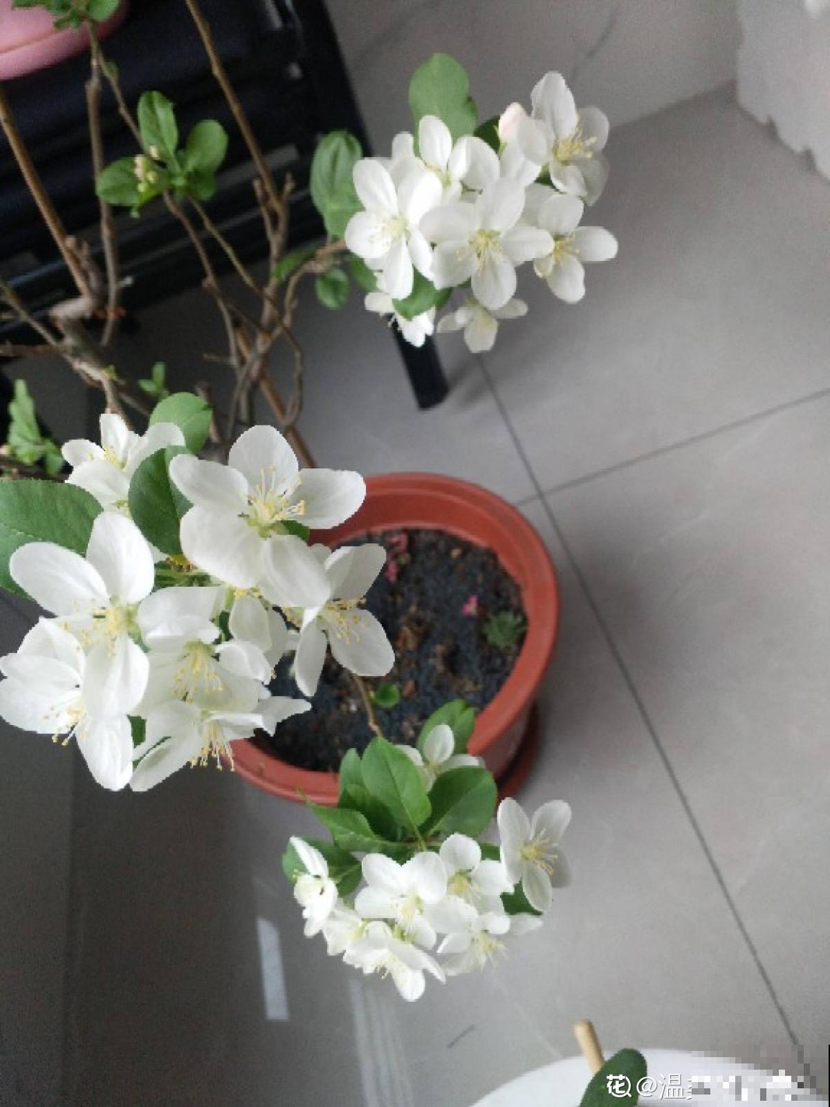 果树首选种苹果，6个步骤，在家吃到大苹果