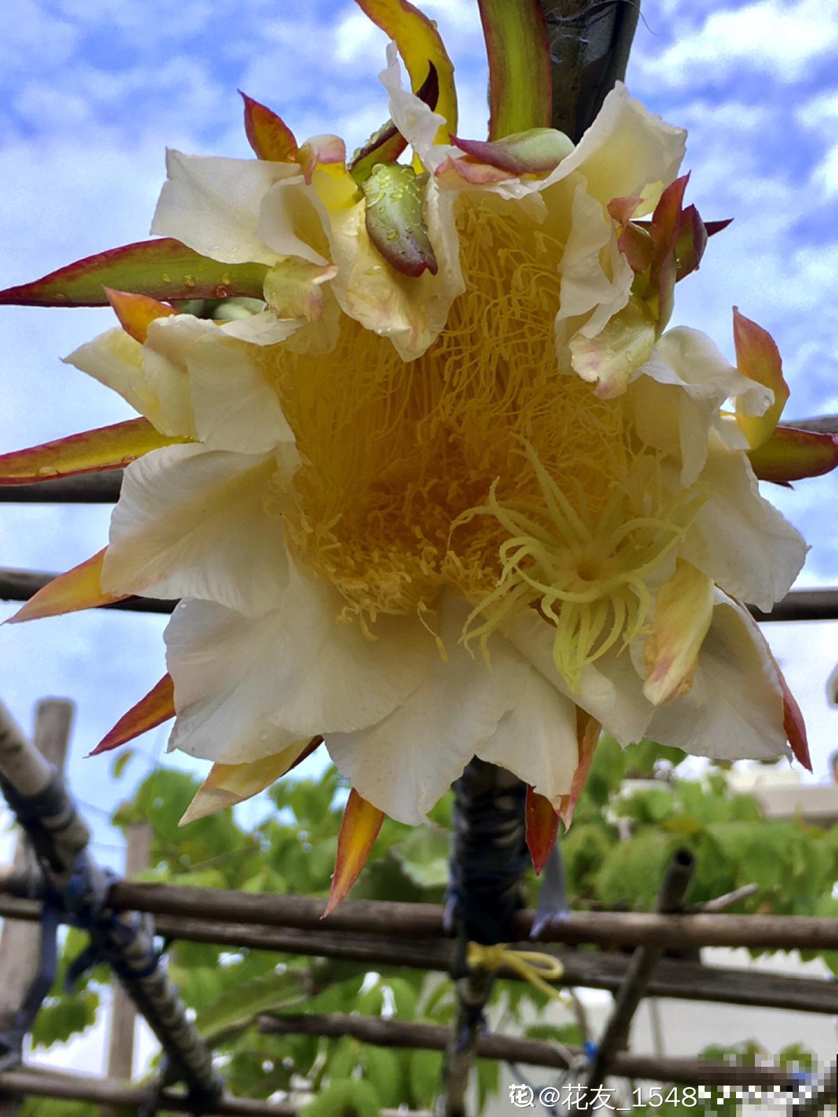 3种花长的跟“三胞胎”似的,还有“守家”的说法,适合居家养护 3种花长的跟“三胞胎”似的,还有“守家”的说法,适合居家养护