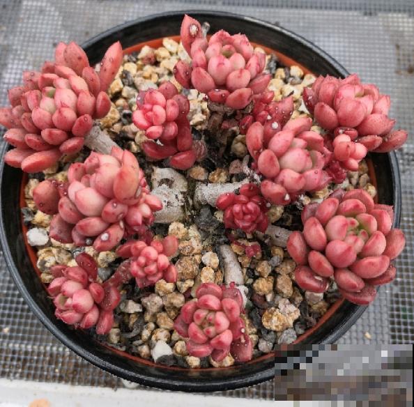 红宝石由绿变红,只需注意这5点,从众多肉中脱颖而出 红宝石由绿变红,只需注意这5点,从众多肉中脱颖而出