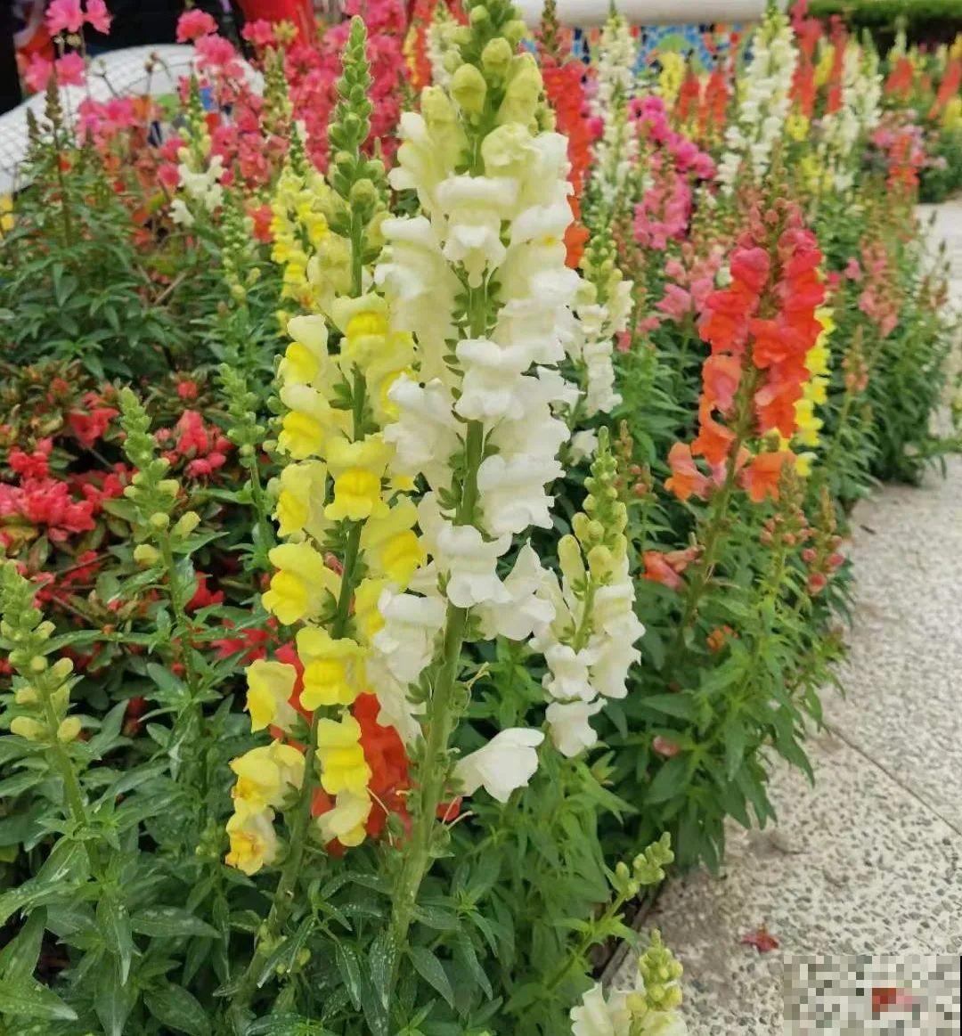 绿化带“壕”无人性，10万块的花堆一起，你认识几个？