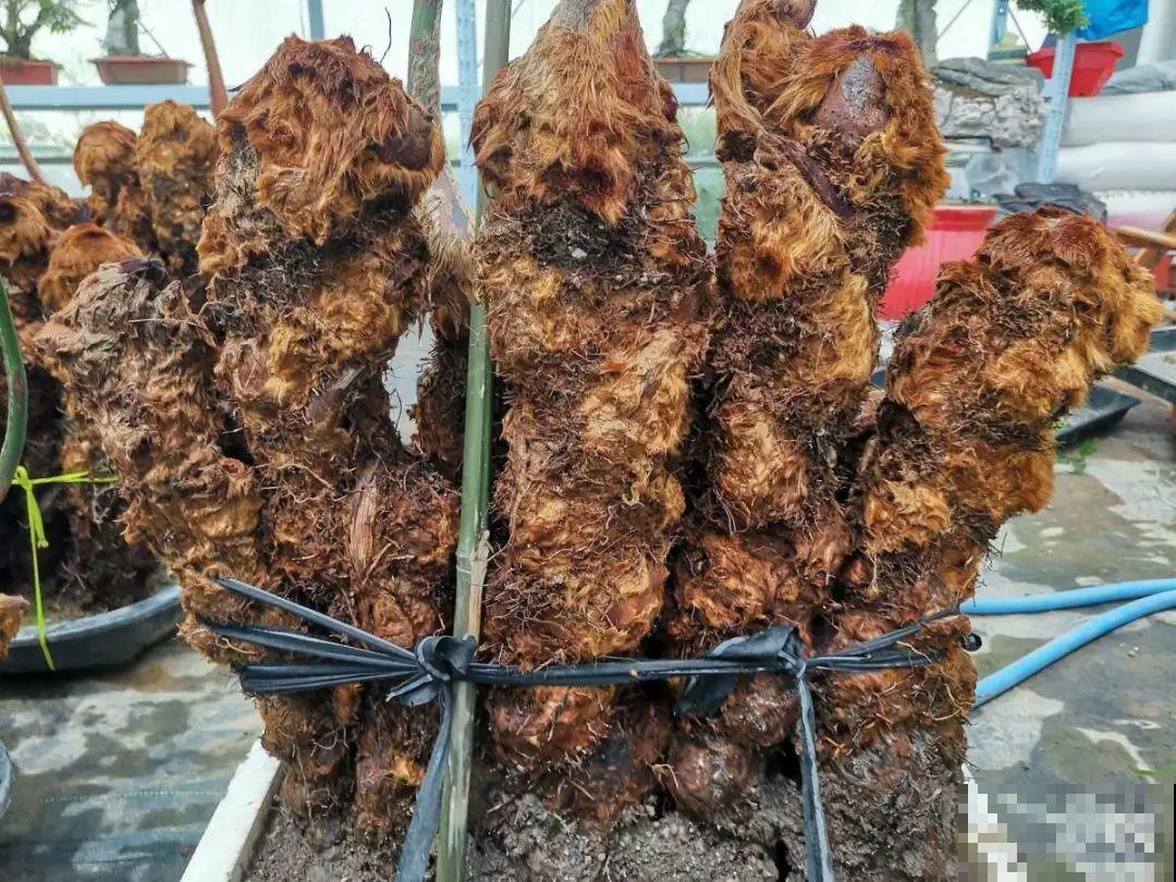 路边野花别乱采，采了有麻烦，再好看也别碰