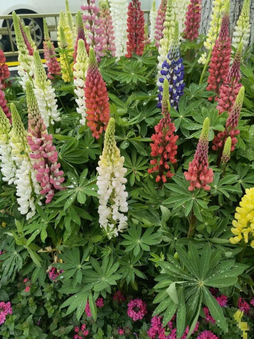 绿化带“壕”无人性，10万块的花堆一起，你认识几个？