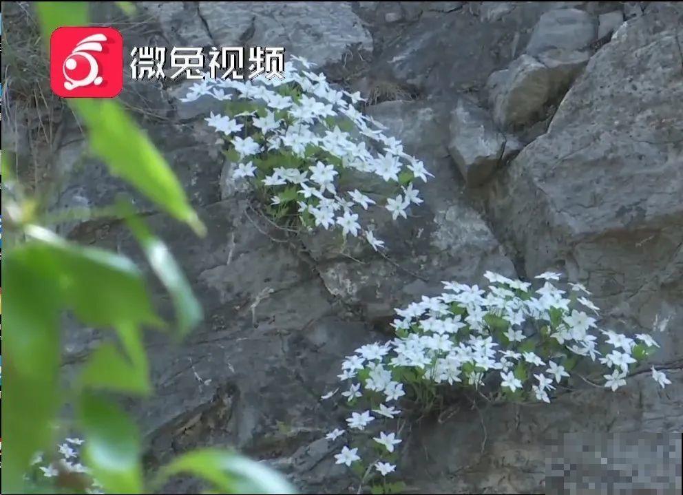 看到稀奇花，不认识的别去挖，可能会触犯法律