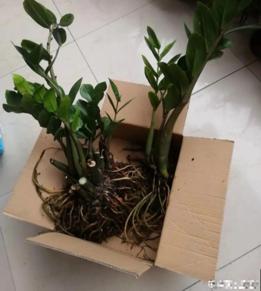 虎皮兰浅盆养，小芽嗖嗖冒，满盆都是新芽