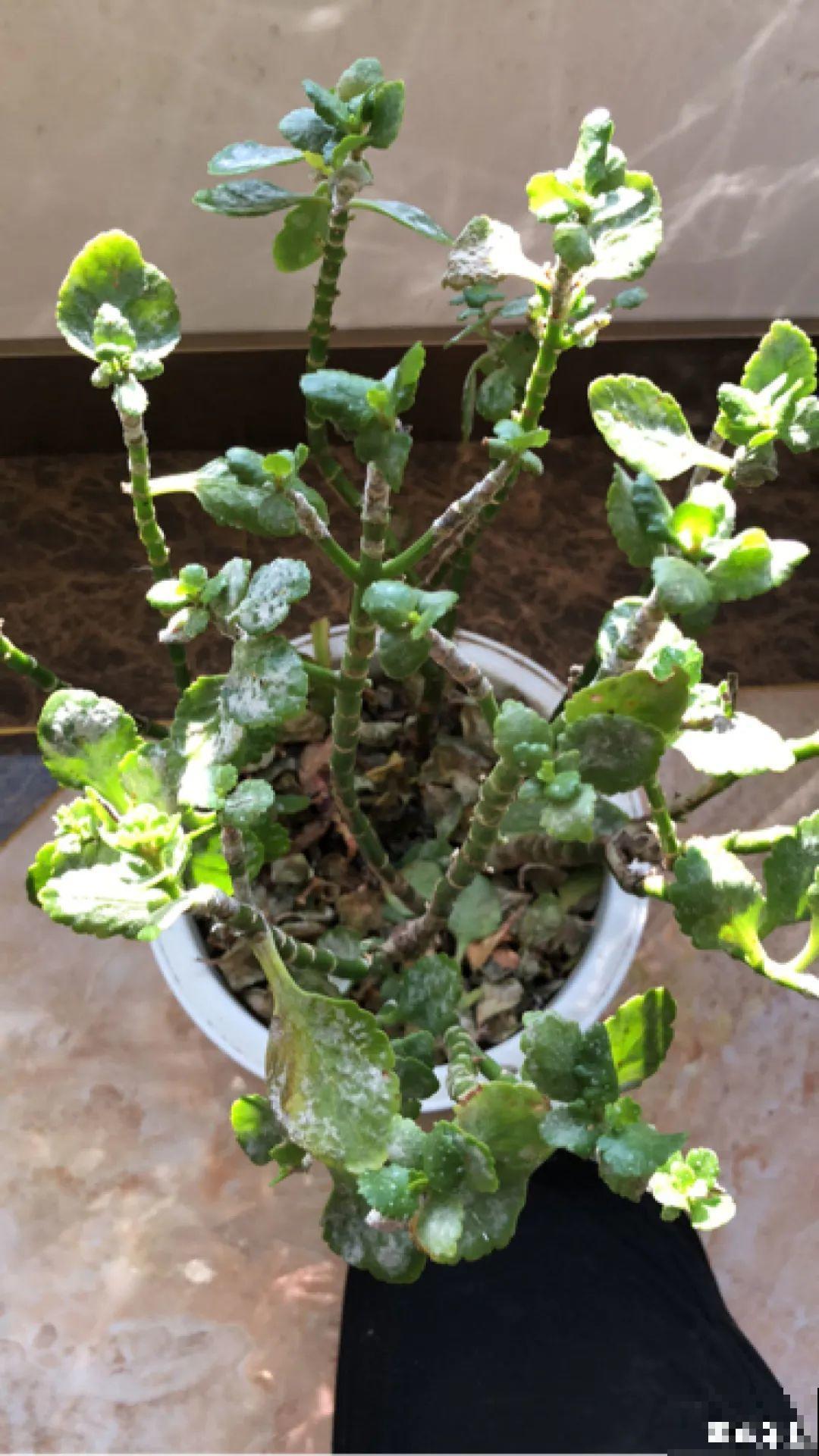 初秋8种花不能剪，轻则不开花，严重可能剩空盆