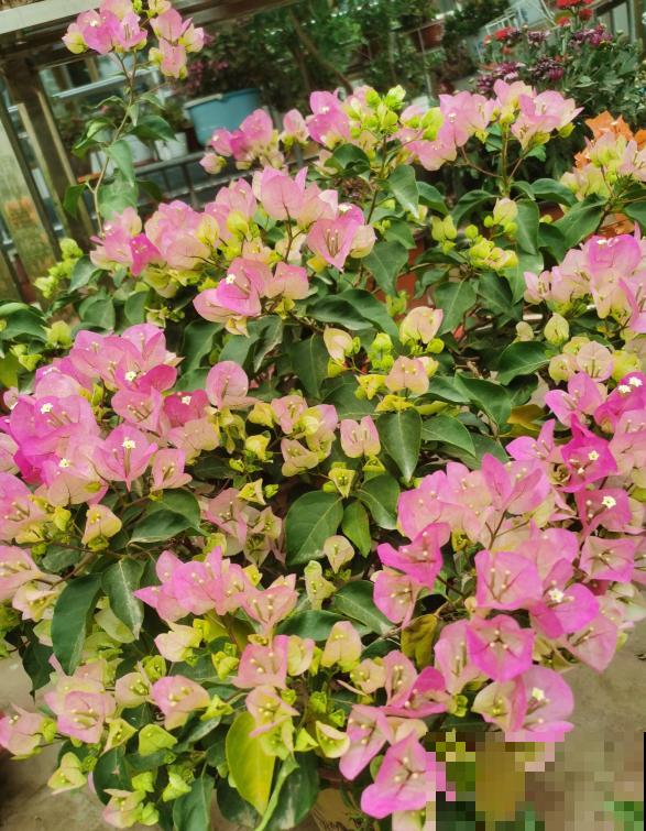 有故事的花，不在于多么金贵