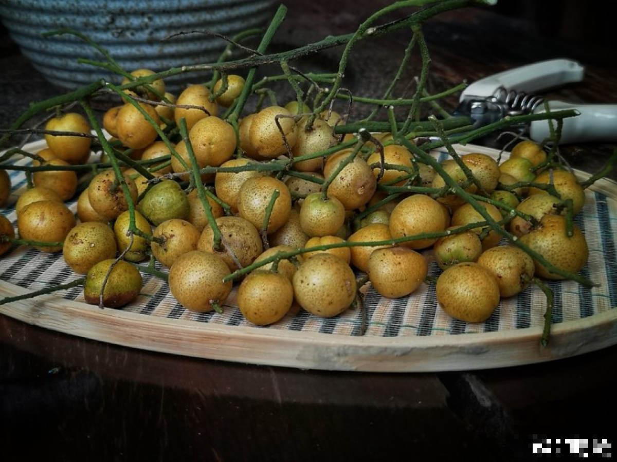 南方常见的黄皮果，妥妥的“黄水晶”，咬一口直流口水