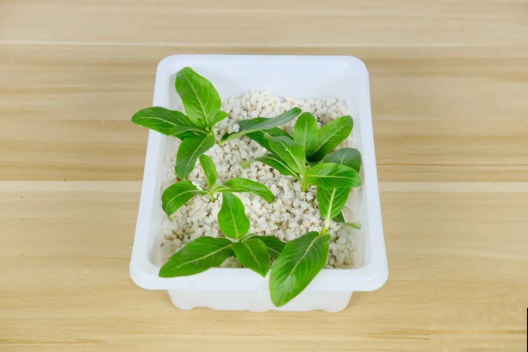 8种花，越热越扦插，大白根呼呼冒