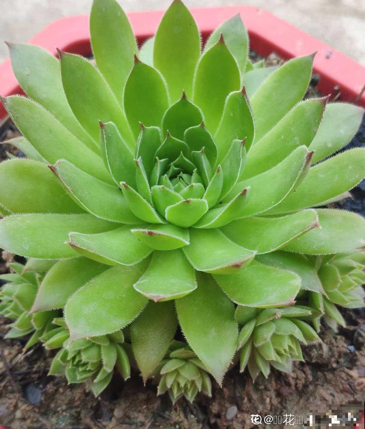 多肉“摊大饼”，解决这3点，叶片挺拔还肥大