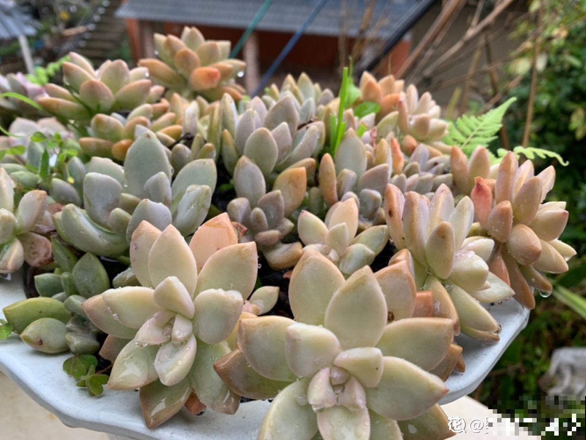 赶紧看看你家多肉，5步养护，大暑安全度过