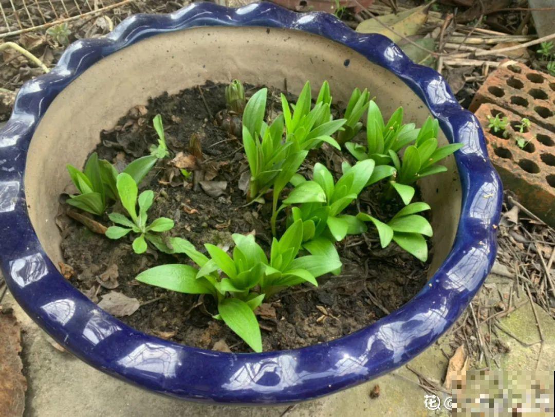 百合开完别扔了,养叶子,1棵变多棵 百合开完别扔了,养叶子,1棵变多棵